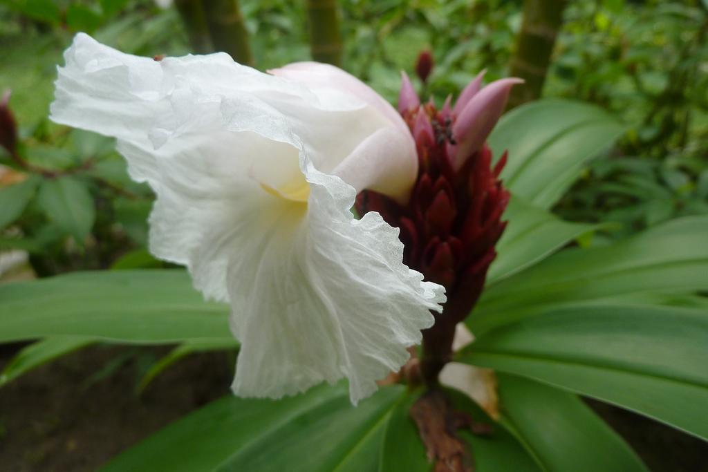 Finca Carpe Diem Ecolodge Minca Eksteriør bilde
