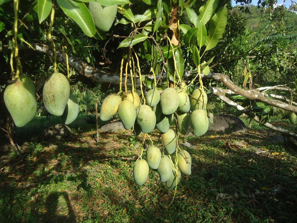 Finca Carpe Diem Ecolodge Minca Eksteriør bilde