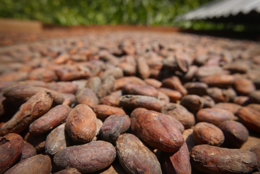 Finca Carpe Diem Ecolodge Minca Eksteriør bilde