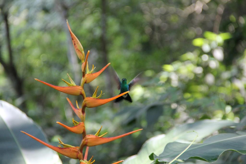 Finca Carpe Diem Ecolodge Minca Eksteriør bilde