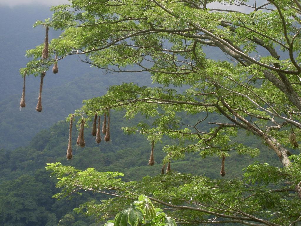 Finca Carpe Diem Ecolodge Minca Eksteriør bilde