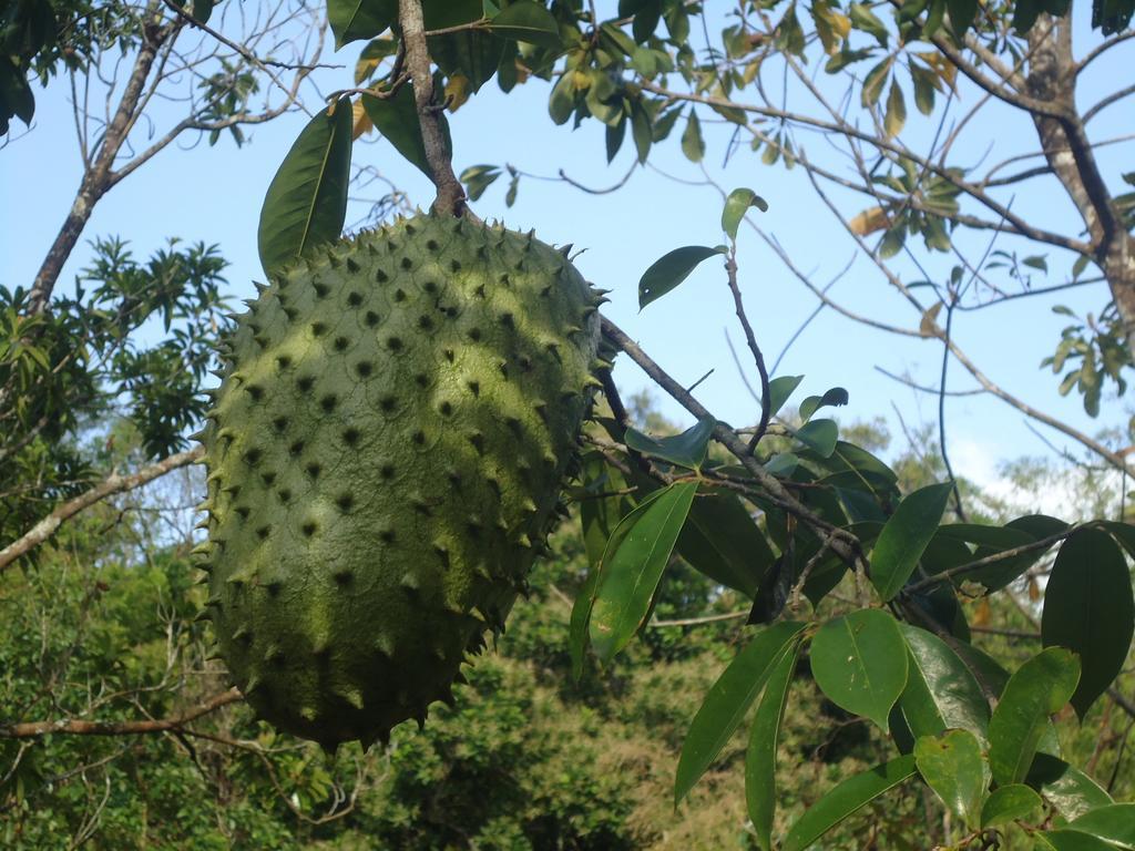Finca Carpe Diem Ecolodge Minca Eksteriør bilde