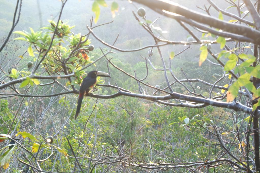 Finca Carpe Diem Ecolodge Minca Eksteriør bilde